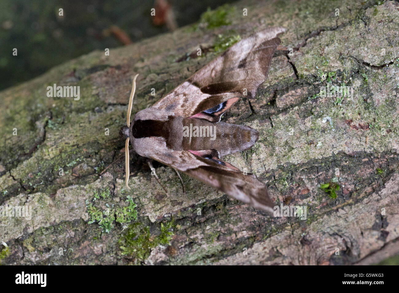 An Eyed Hawk Moth (Smerinthus ocellatus) resting on an old tree branch in East Yorkshire woodland Stock Photo