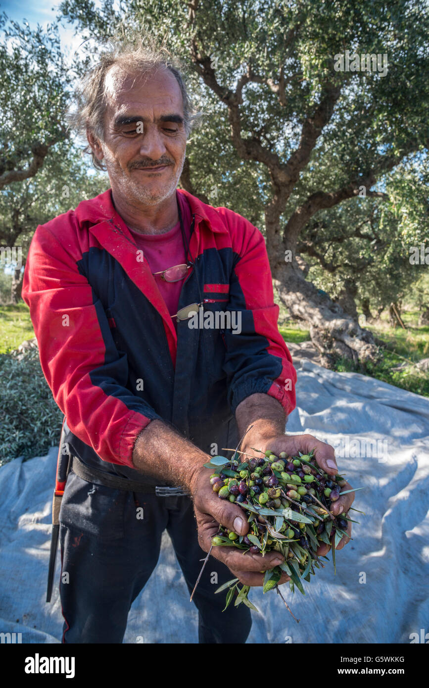 Olive harvest hires stock photography and images Alamy