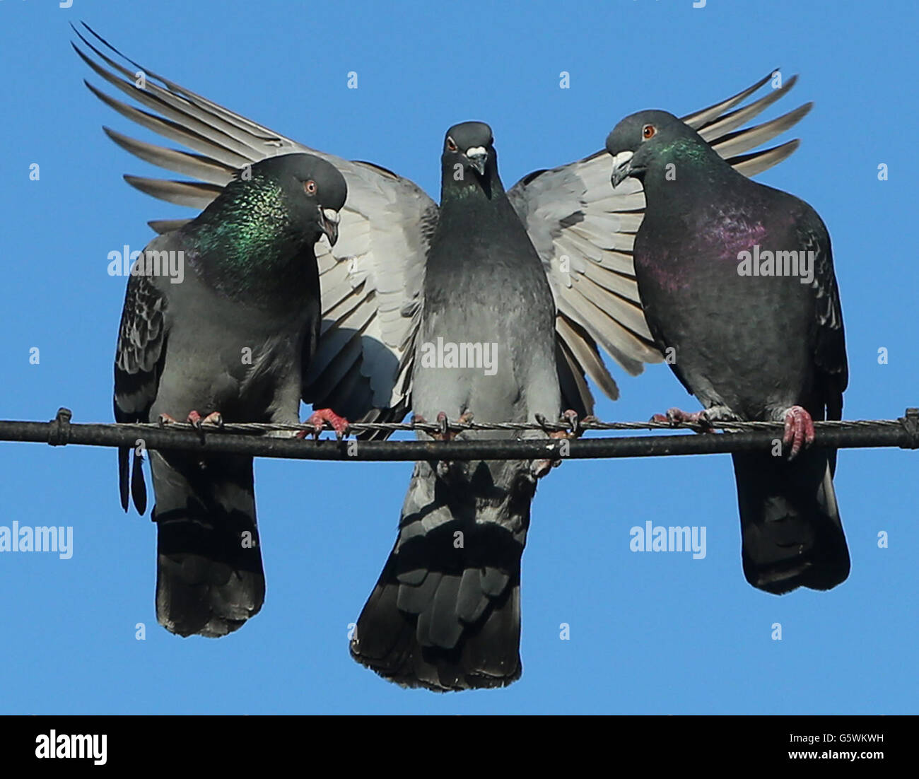 Pigeons. STAND ALONE picture of pigeons in the Cabra area of Dublin. Stock Photo