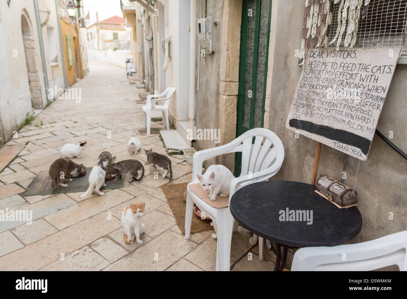 feral cats in an alley way on the tiny Greek island of Paxos.  A team of volunteers on Paxos support a charitable organisation c Stock Photo
