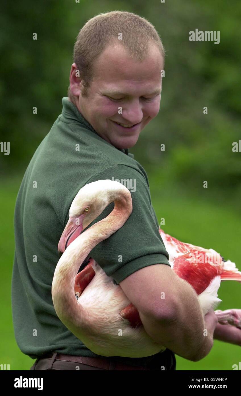 London Zoo keeper Tim Savage holds a European Greater Flamingo at the new  wetland exhibit which is nearing completion. The Zoo's flock of flamingos  were carried individually to their new enclosure to