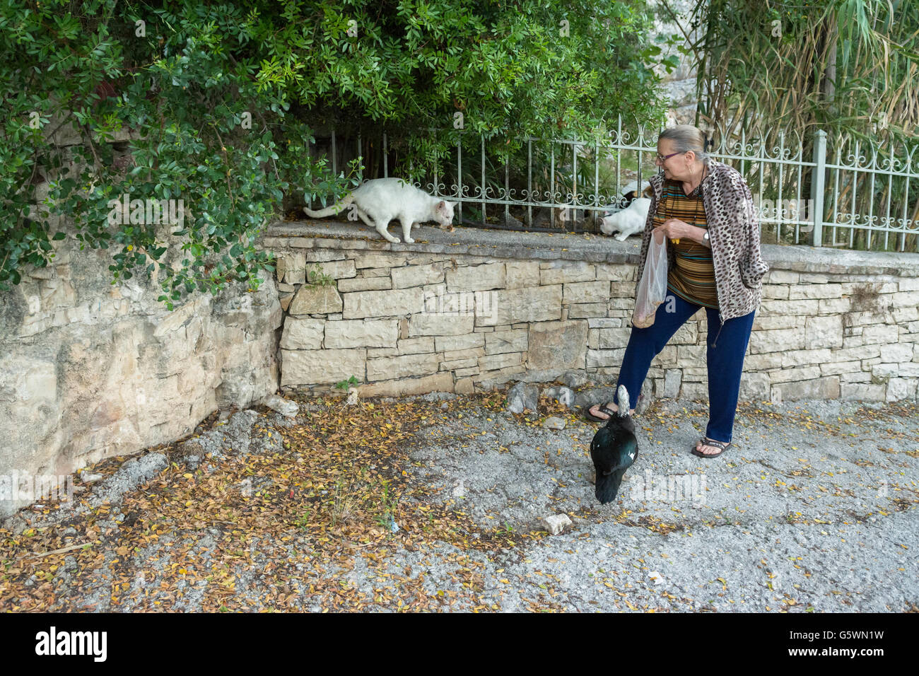 A resident of Lakka on the island of Paxos feeding feral cats (and duck) early morning Stock Photo