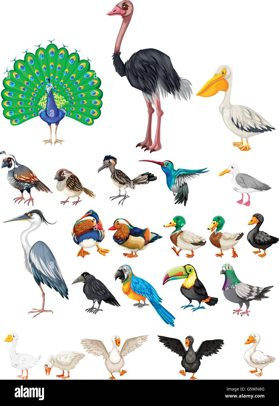 Different kind of wild birds illustration Stock Vector