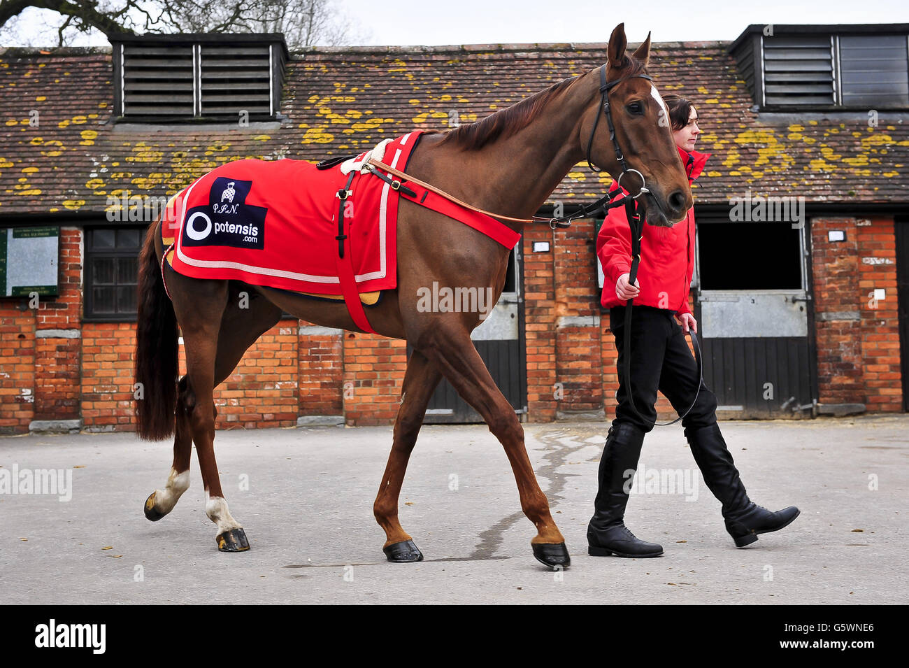 Silviniaco Conti is paraded during the visit to Paul Nicholls Manor Farm Stables, Ditcheat. Stock Photo