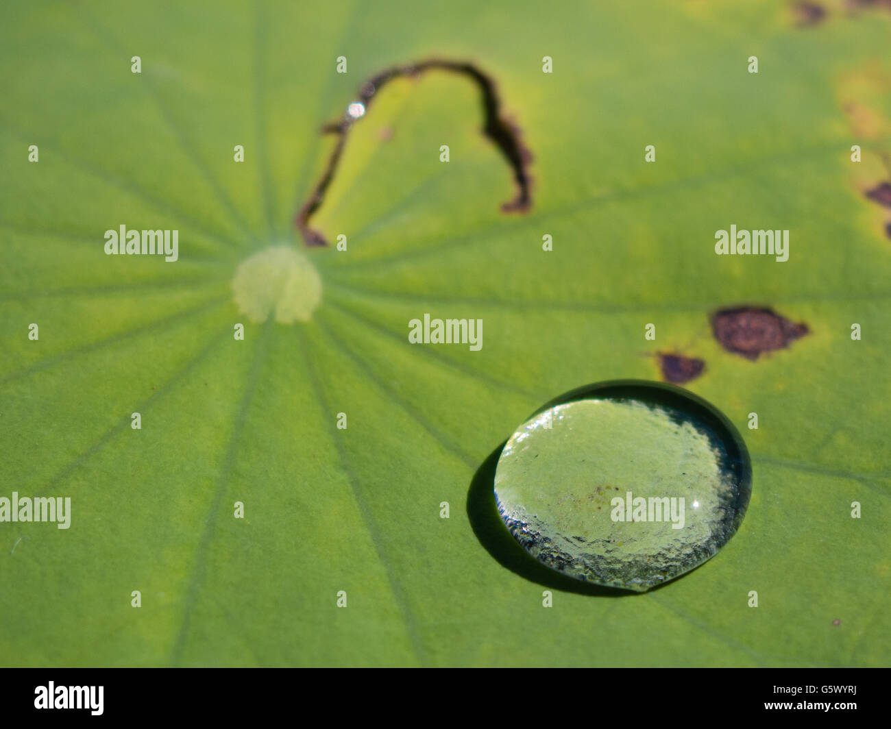 A water droplet on a lily pad Stock Photo - Alamy