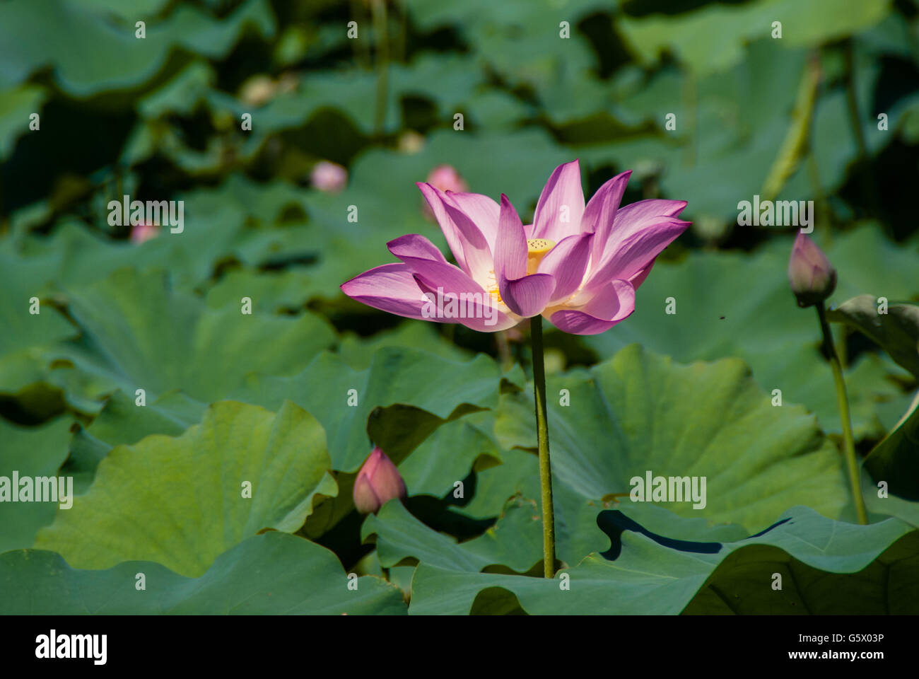 Pink lotus flowers in a pond Stock Photo Alamy