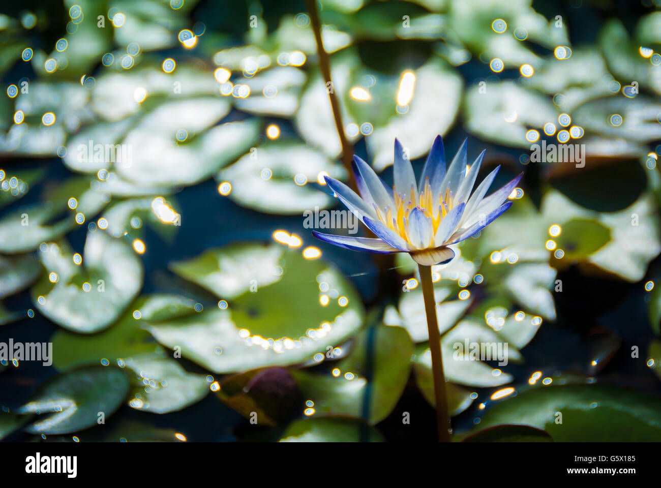 Water lily in a pond Stock Photo - Alamy