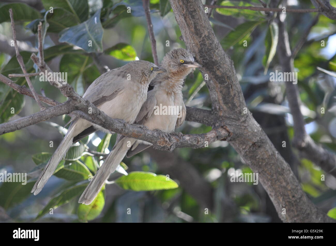 Anger bird hi-res stock photography and images - Alamy