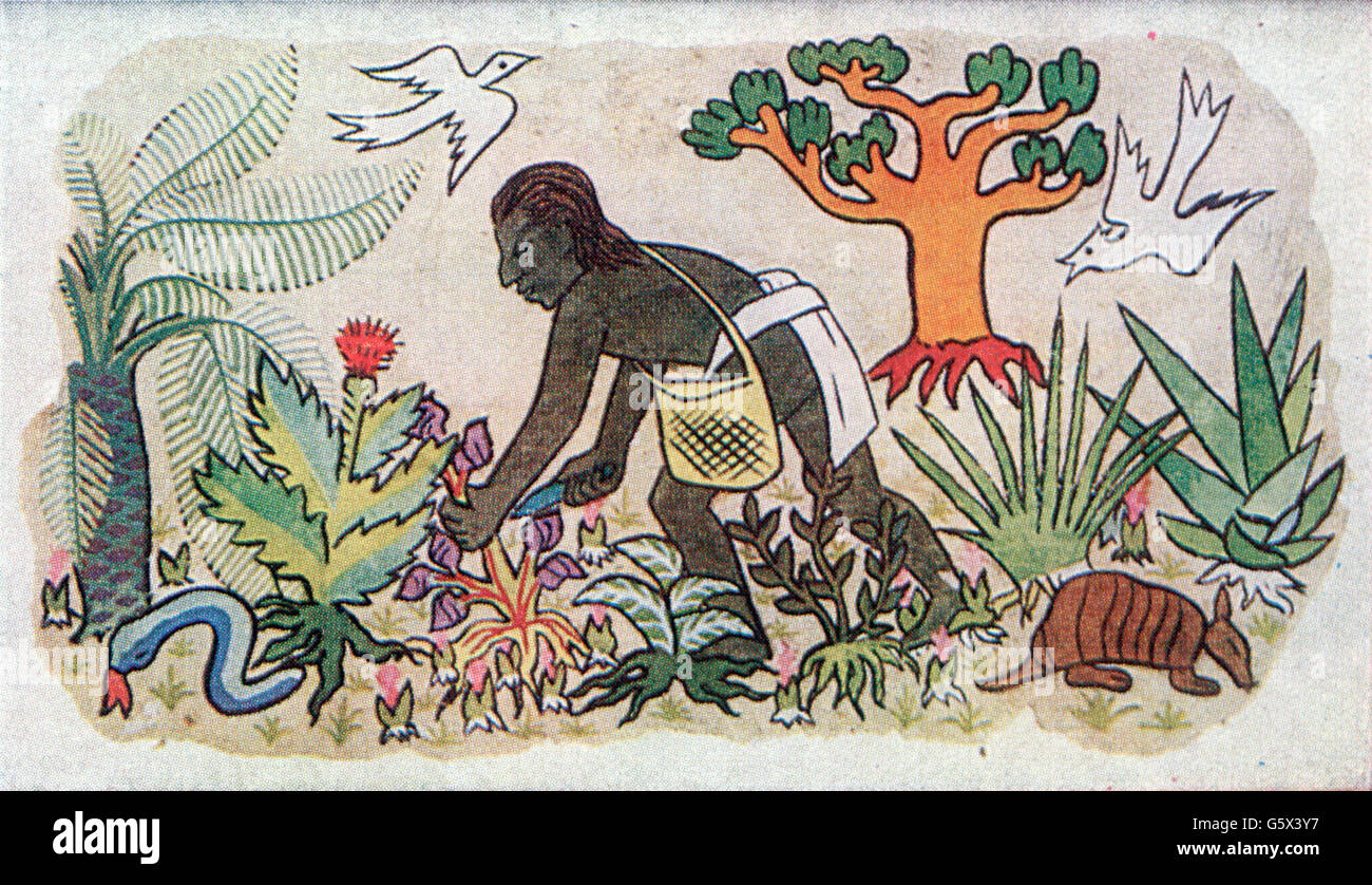 medicine,pharmacy,Aztec witch doctor collecting medicinal herbs,coloured drawing,North America,Central America,graphic,graphics,Aztecs,full length,healers,natural healer,witch doctor,witchdoctor,witch doctors,medicinal plant,medicinal plants,herbage,medicinal herb,medicinal herbs,naturopathy,animals,animal,birds,bird,snake,snakes,armadillo,armadillos,medicinal drug,medicament,drugs,medication,pill,tablet,pills,tablets,shaman,shamans,therapeutic agent,therapeutic agents,pharmaceuticals,pharmaceutical products,preparatio,Additional-Rights-Clearences-Not Available Stock Photo