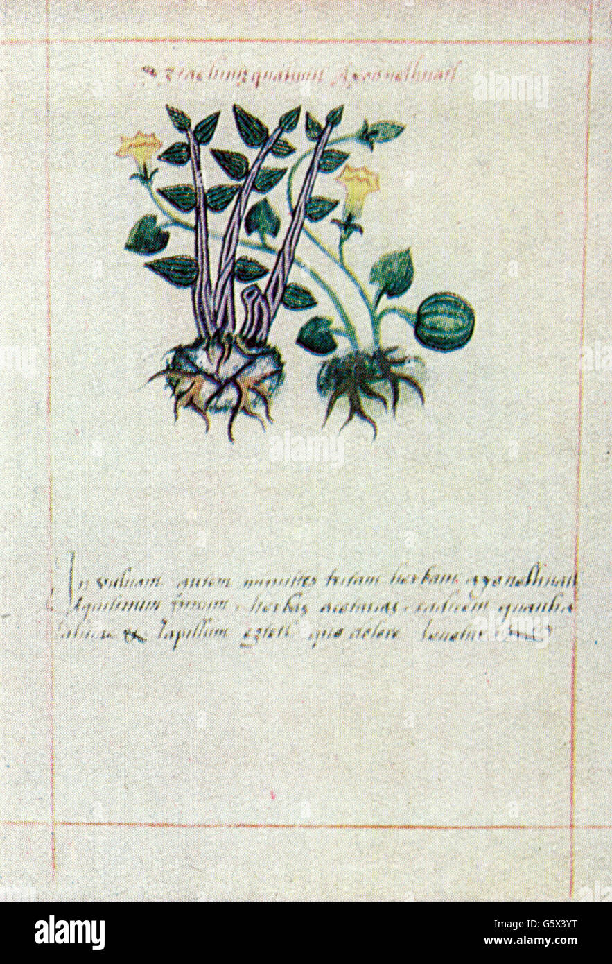 botany, Iztac Huitzcuahuitl Ayonelhuatl, coloured drawing, out of: Martin de la Cruz, 'Libellus de Medicinalibus Indorum Herbis', translator: Juan Badiano (* 1484), 1552, Additional-Rights-Clearences-Not Available Stock Photo