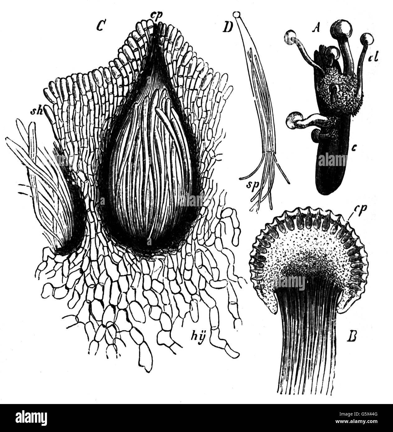 botany, fungus, ergot (Claviceps purpurea), development of the ergot ...