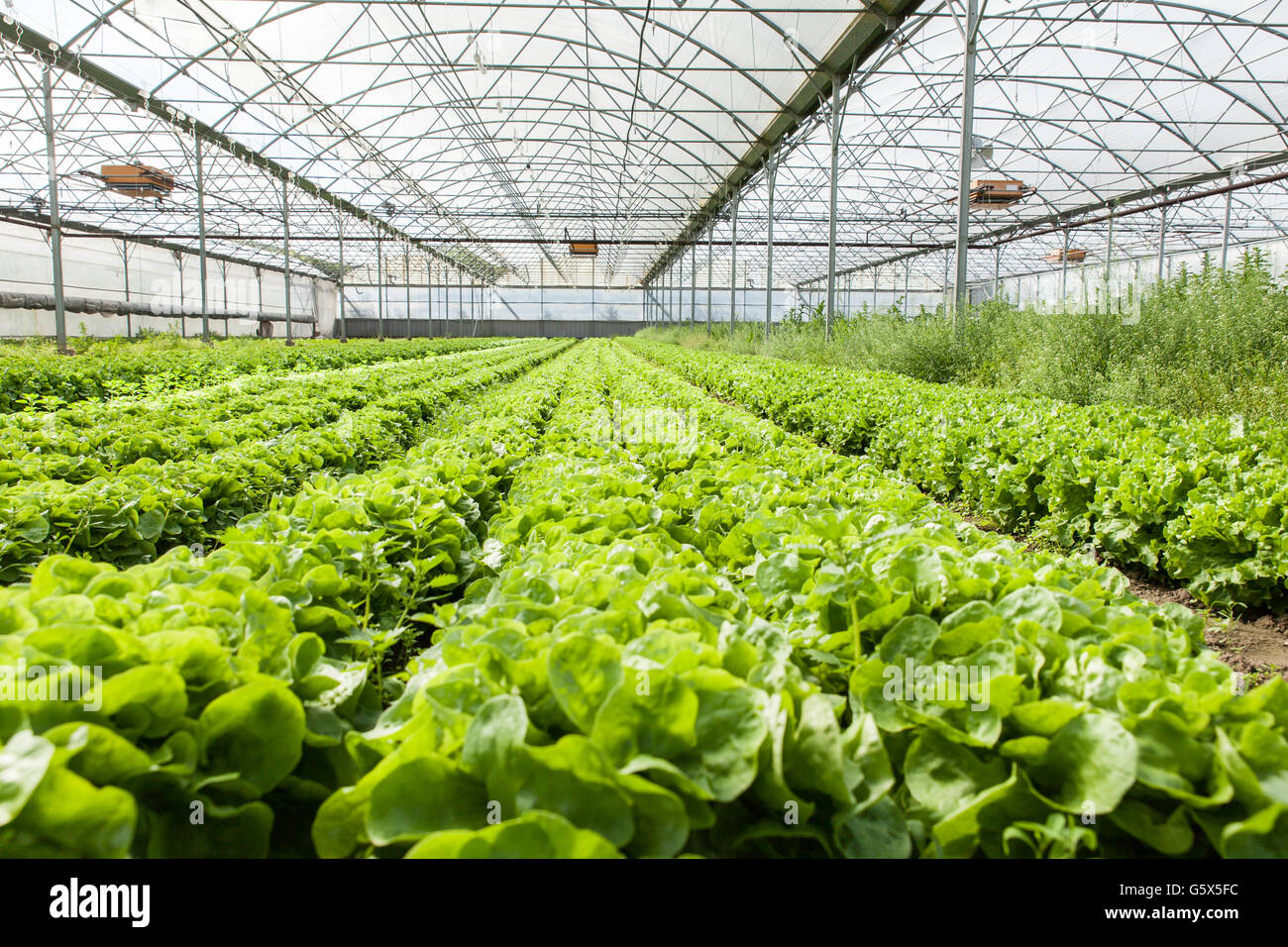 culture of organic salad in greenhouses Stock Photo