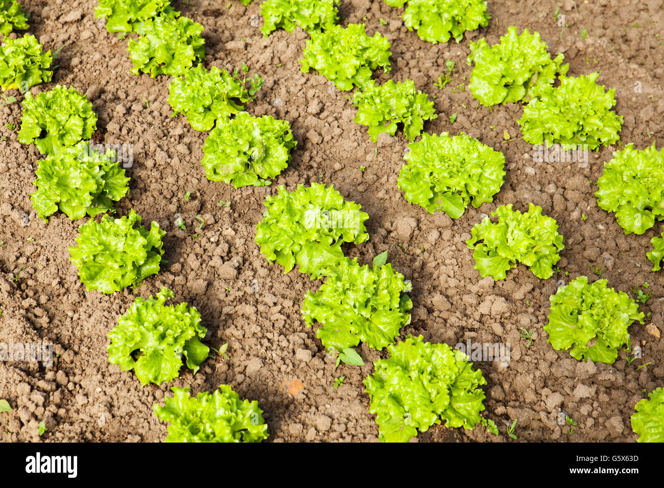 culture of organic salad in greenhouses Stock Photo