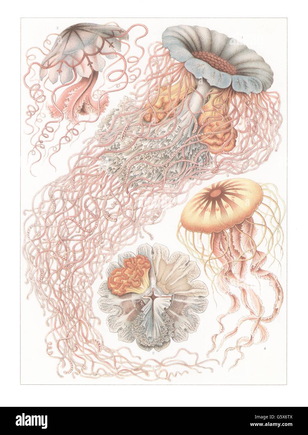 zoology / animals, cnidaria, true jellyfish (Scyphozoa), flag jellyfish (Semaeostomeae), Desmonema annasethe, lithograph, 'Artforms of Nature' 'Kunstformen der Natur' by Ernst Haeckel, 1899 - 1904, Additional-Rights-Clearences-Not Available Stock Photo