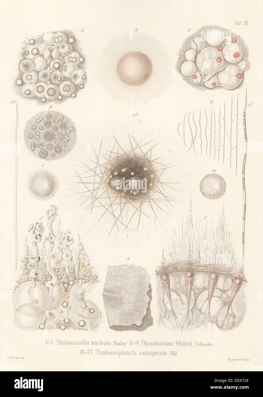 Radiolarian Radiolaria 1862 High Resolution Stock Photography And Images Alamy