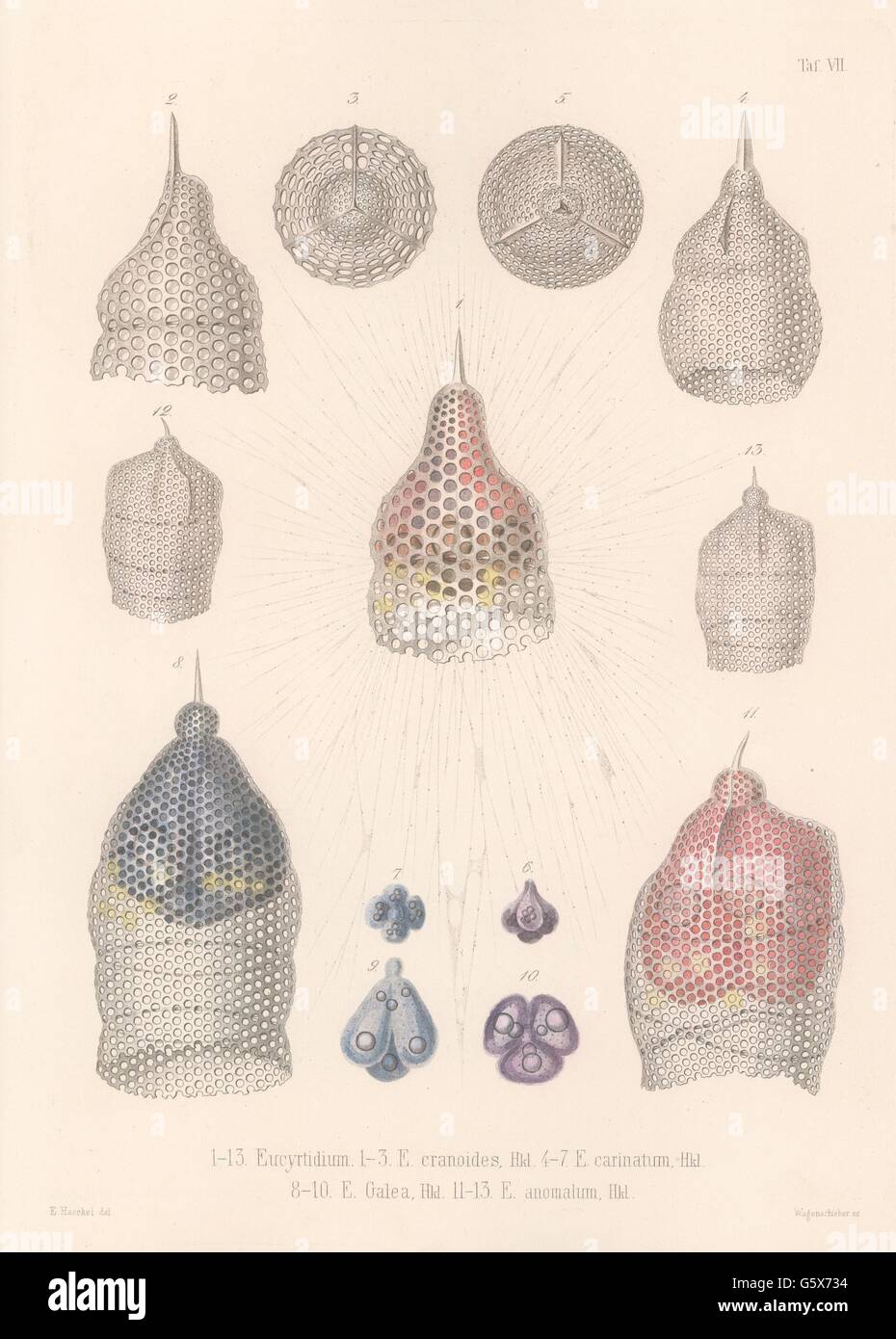 zoology / animals, radiolarian (Radiolaria), 1-3 Eucrytidium cranoides, 4-7 Eucrytidium carinatum, 8-10 Eucrytidium galea, 11-13 Eucrytidium anomalum, colour lithograph, out of: Ernst Haeckel, 'Die Radiolarien (Rhizopeda radiata)', Band 2, Berlin, 1862, Additional-Rights-Clearences-Not Available Stock Photo