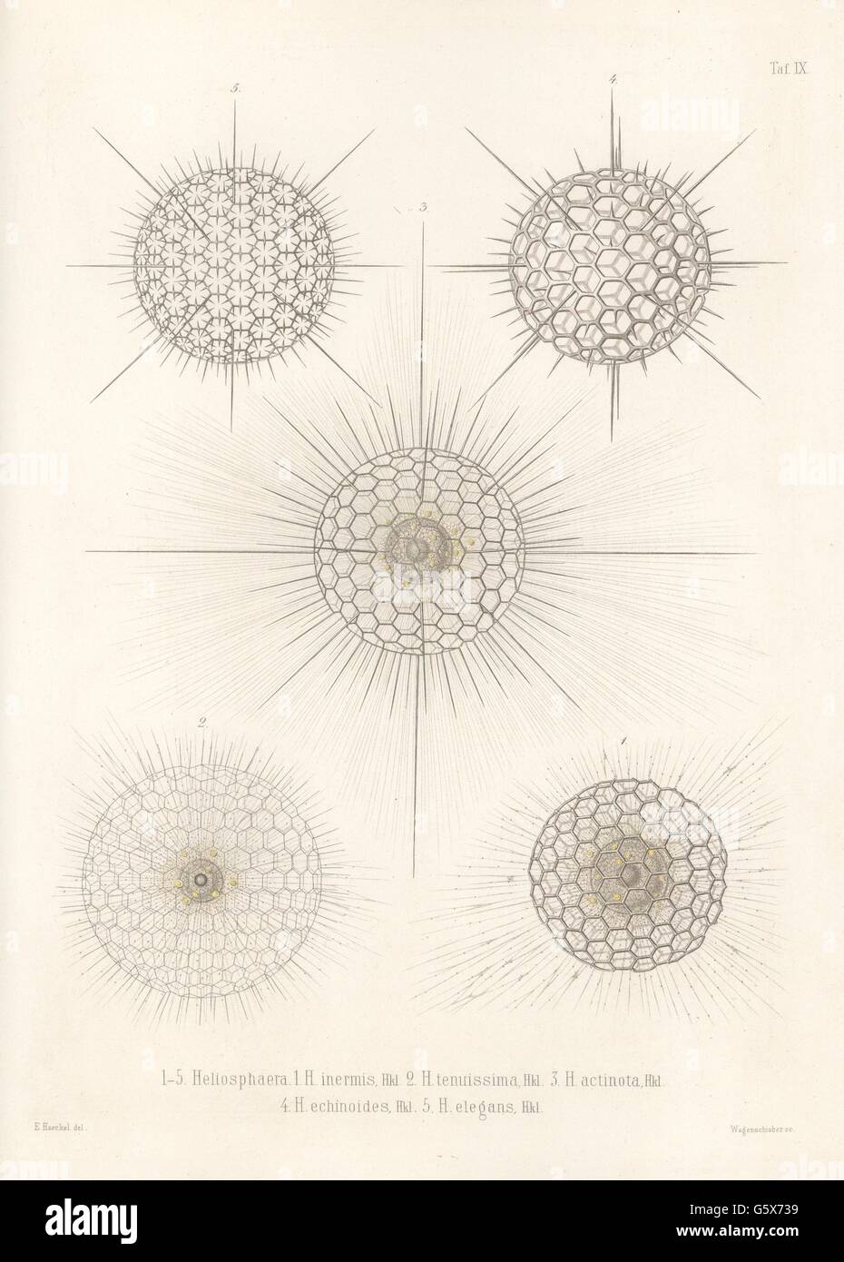 zoology / animals, radiolarian (Radiolaria), 1 Heliosphaera inermis, 2 Heliosphaera tenuissima, 3 Heliosphaera actinota, 4 Heliosphaera echinoides, 5 Heliosphaera elegans, colour lithograph, out of: Ernst Haeckel, 'Die Radiolarien (Rhizopeda radiata)', volume 2, Berlin, 1862, Additional-Rights-Clearences-Not Available Stock Photo