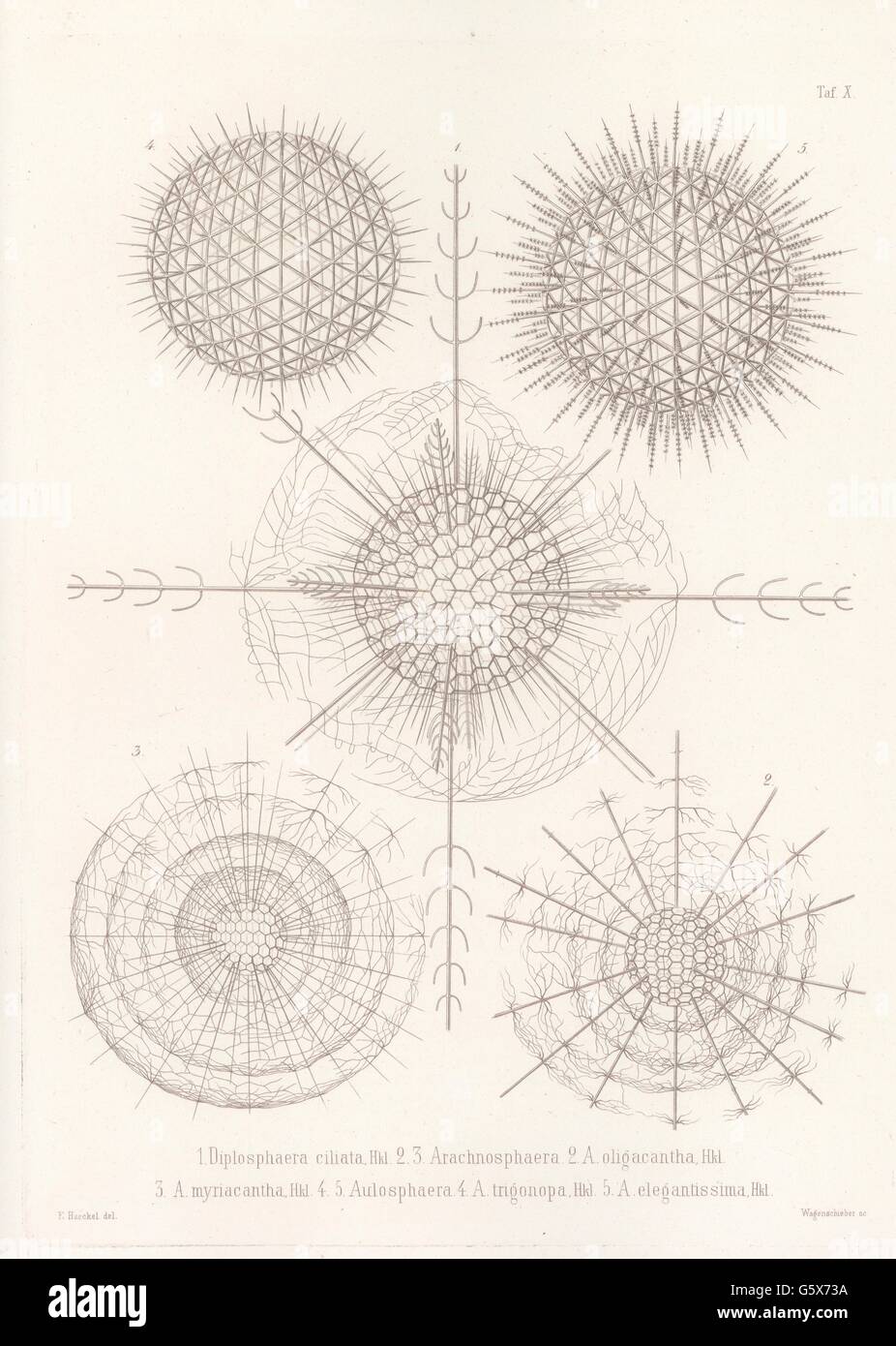 zoology / animals, radiolarian (Radiolaria), 1 Diplosphaera gracilis, 2 Arachnosphaera oligacantha,  3 Arachnosphaera myriacantha, 4 Aulosphaera trigonopa, 5 Aulosphaera elegantissima, colour lithograph, out of: Ernst Haeckel, "Die Radiolarien (Rhizopeda radiata)", volume 2, Berlin, 1862, Additional-Rights-Clearences-Not Available Stock Photo