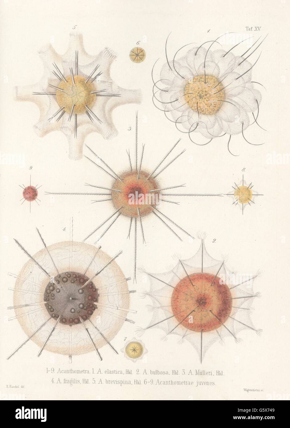 zoology / animals, radiolarian (Radiolaria), 1 Acanthometra elastica, 2 Acanthometra bulbosa, 3 Acanthometra Muelleri, 4 Acanthometra fragilis, 5 Acanthometra brevispina, 6-9 Acanthometrae juvenes, colour lithograph, out of: Ernst Haeckel, "Die Radiolarien (Rhizopeda radiata)", volume 2, Berlin, 1862, Additional-Rights-Clearences-Not Available Stock Photo