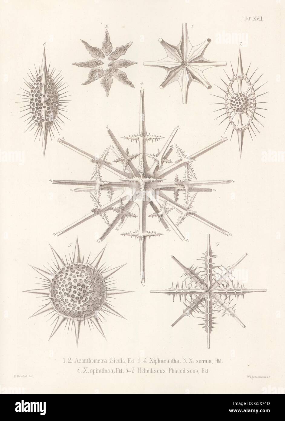 zoology / animals, radiolarian (Radiolaria), 1-2 Acanthpmetra sicula, 3 Xiphacantha serrata, 4 Xipacantha spinulosa, 5-7 Heliodiscus phacodiscus, colour lithograph, out of: Ernst Haeckel, 'Die Radiolarien (Rhizopeda radiata)', volume 2, Berlin, 1862, Additional-Rights-Clearences-Not Available Stock Photo