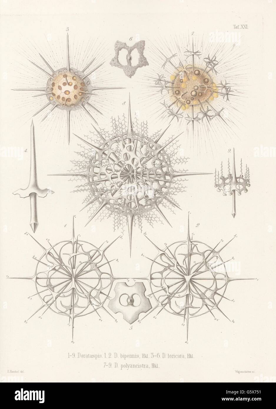 Zoology Animals Radiolarian Radiolaria 1 2 Dorataspis Bipennis 3 6 Dorataspis Loricata 7 9 Dorataspis Polyancistra Colour Lithograph Out Of Ernst Haeckel Die Radiolarien Rhizopeda Radiata Band 2 Berlin 1862 Additional Rights