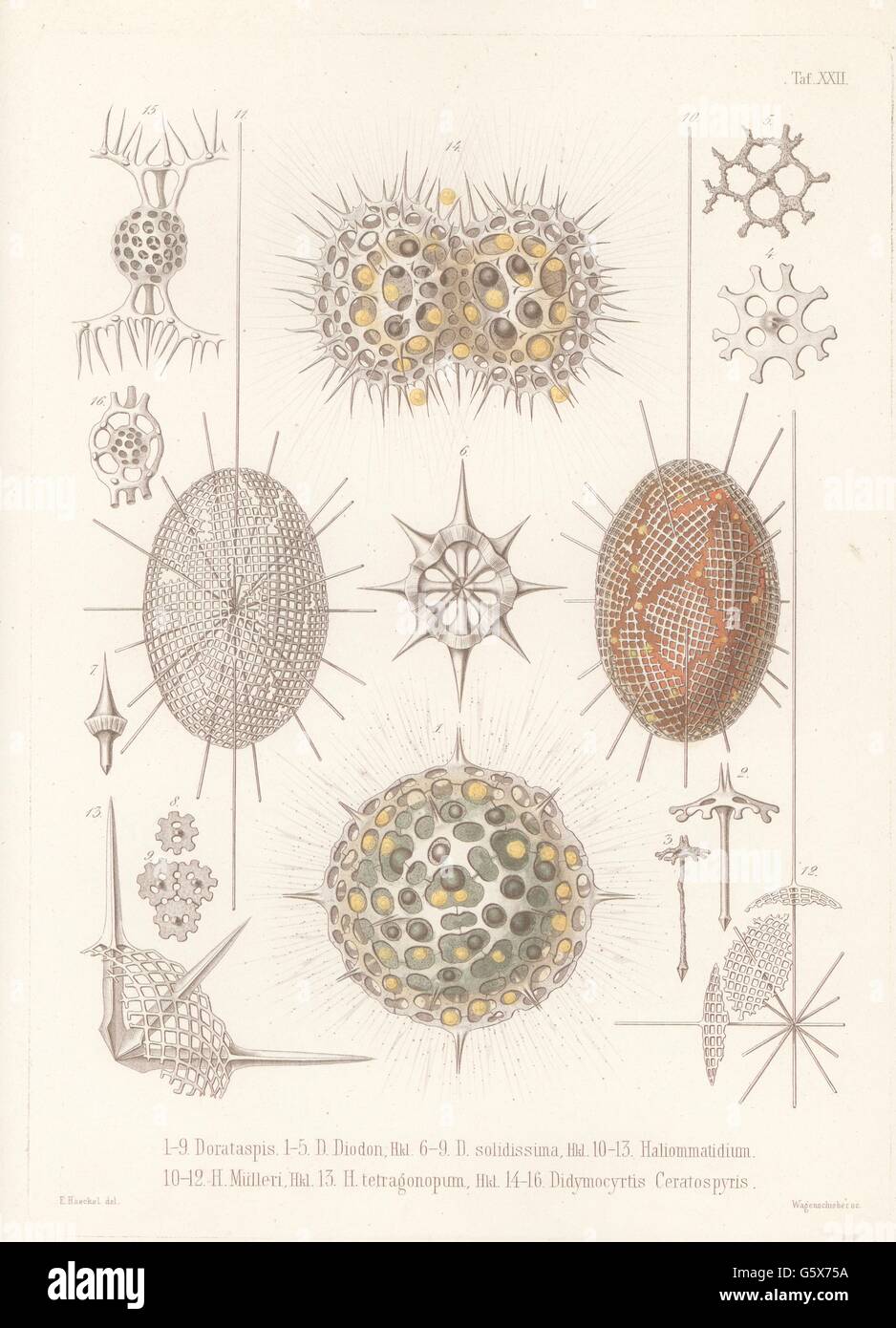 Zoology Animals Radiolarian Radiolaria 1 5 Dorataspis Diodon 6 9 Dorataspis Solidissima 10 12 Haliommatidium Muelleri 13 Haliommatidium Tetragonopum 14 16 Didymocyrtis Ceratospyris Colour Lithograph Out Of Ernst Haeckel Die Radiolarien