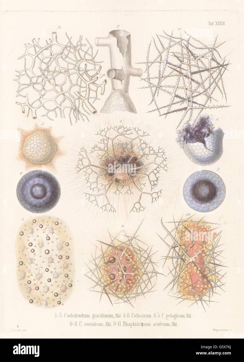 zoology / animals, radiolarian (Radiolaria), 1-3 Coelodendrum gracillimum, 4-5 Collozoum pelagicum, 6-8 Collozoum coeruleum, 9-11 Rhaphidozoum acuferum, colour lithograph, out of: Ernst Haeckel, 'Die Radiolarien (Rhizopeda radiata)', volume 2, Berlin, 1862, Additional-Rights-Clearences-Not Available Stock Photo
