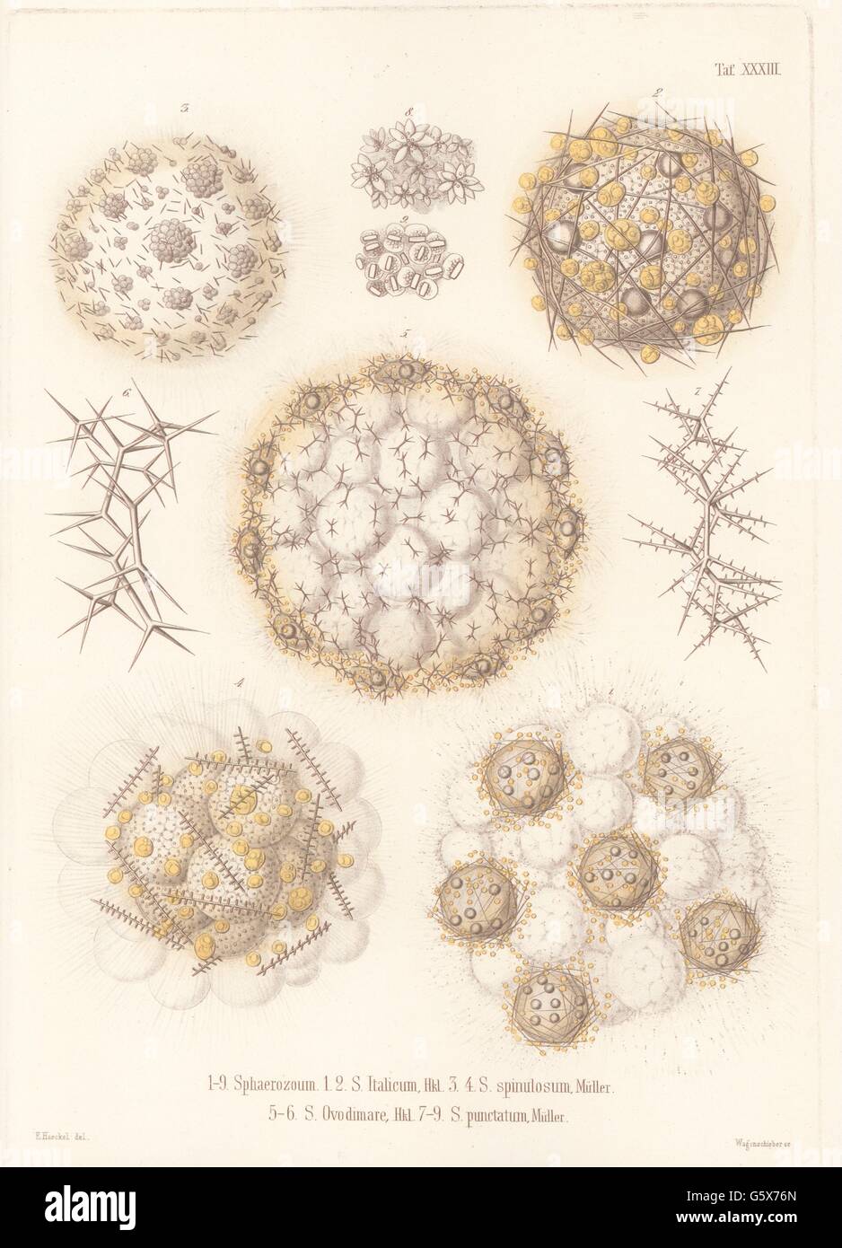 Radiolarian Radiolaria 1862 High Resolution Stock Photography And Images Alamy
