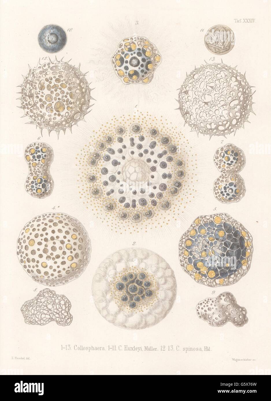 zoology / animals, radiolarian (Radiolaria), 1-11 Collosphaera Huxleyi ...