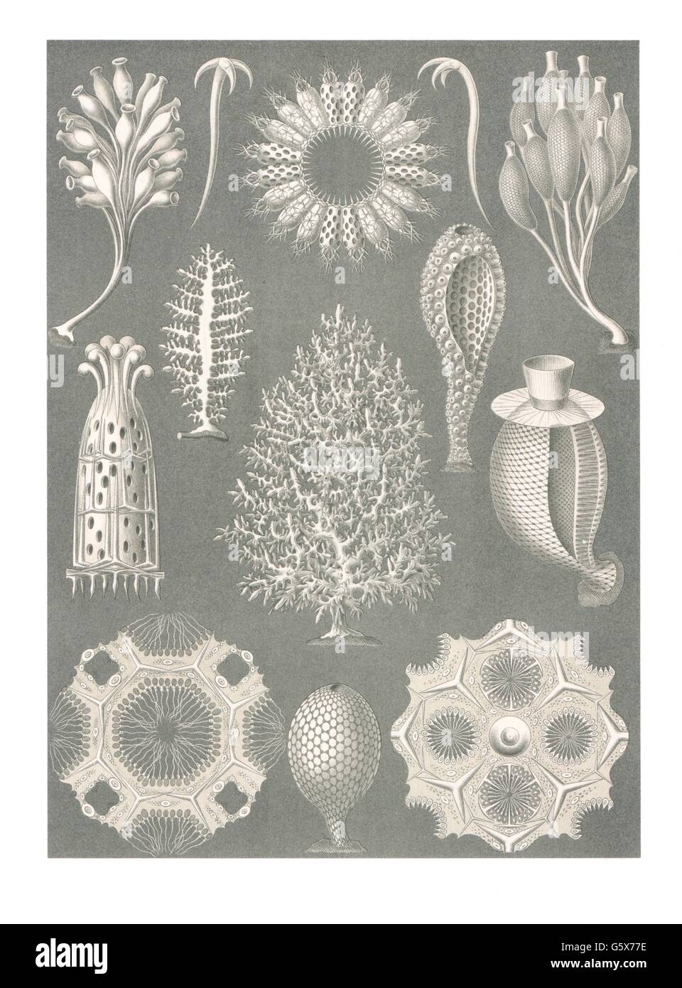 zoology / animals, calcareous sponges (Calcarea), colour lithograph
