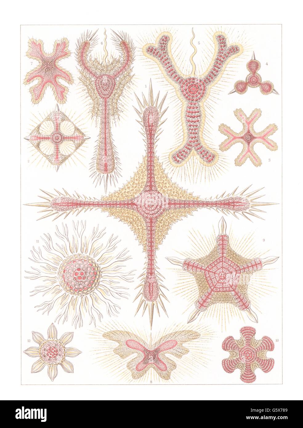 zoology / animals, cnidaria, discoidea, colour lithograph, out of: Ernst Haeckel, 'Kunstformen der Natur', Leipzig - Vienna, 1899 - 1904, Additional-Rights-Clearences-Not Available Stock Photo