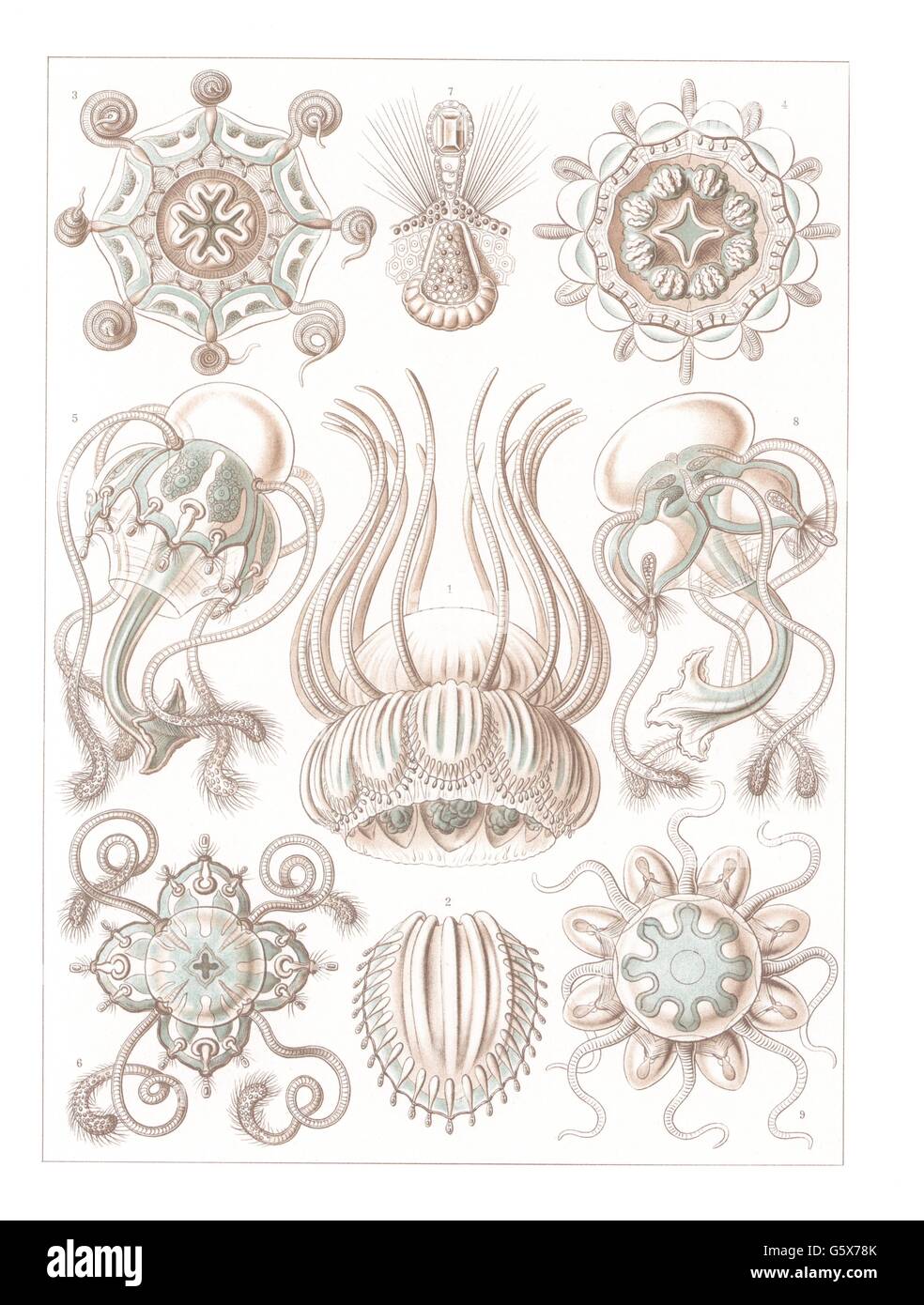 zoology / animals, cnidaria, narcomedusae, colour lithograph, out of: Ernst Haeckel, 'Kunstformen der Natur', Leipzig - Vienna, 1899 - 1904, Additional-Rights-Clearences-Not Available Stock Photo