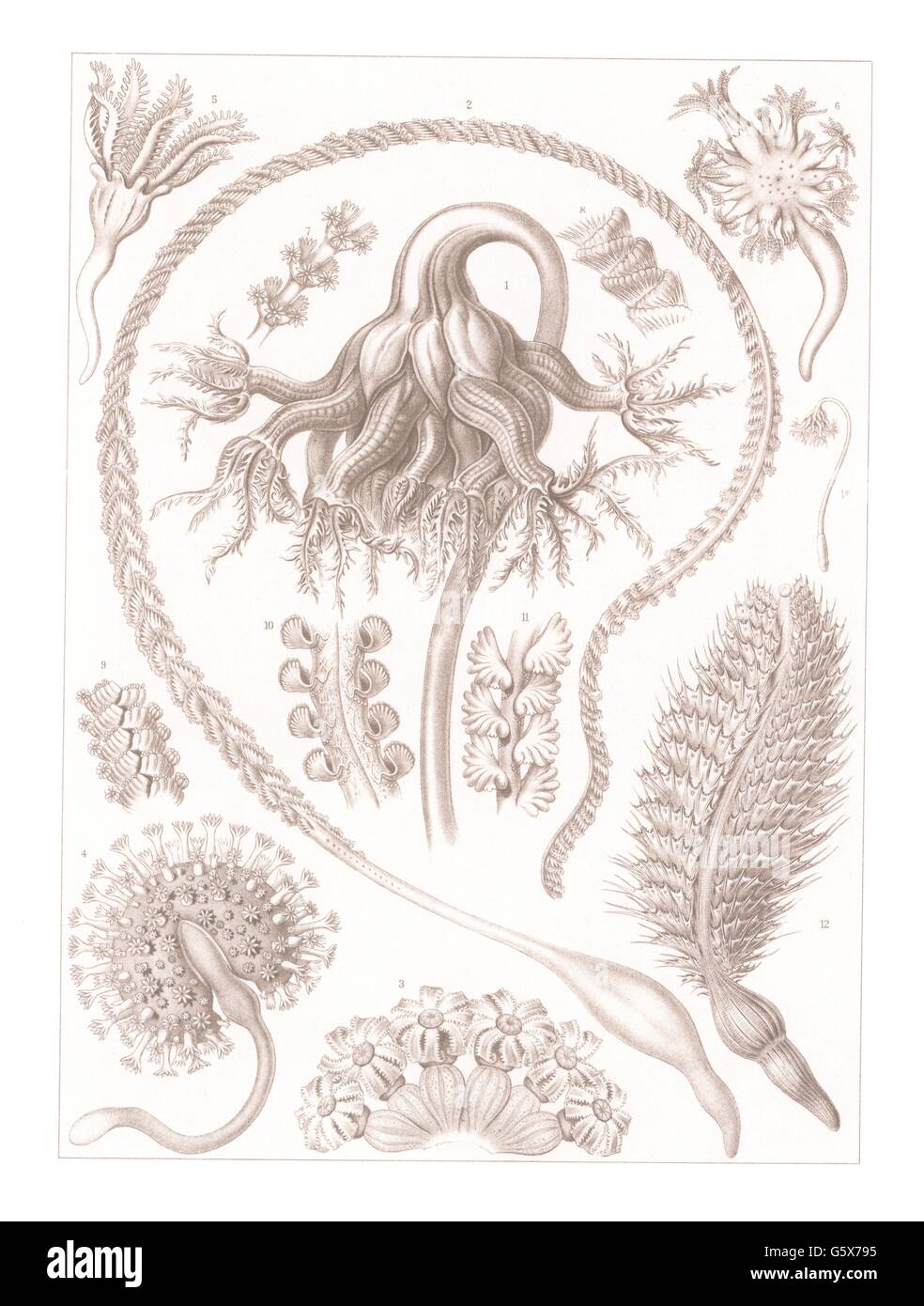 zoology / animals, anthozoa, sea pens (Pennatulida), colour lithograph, out of: Ernst Haeckel, 'Kunstformen der Natur', Leipzig - Vienna, 1899 - 1904, Additional-Rights-Clearences-Not Available Stock Photo