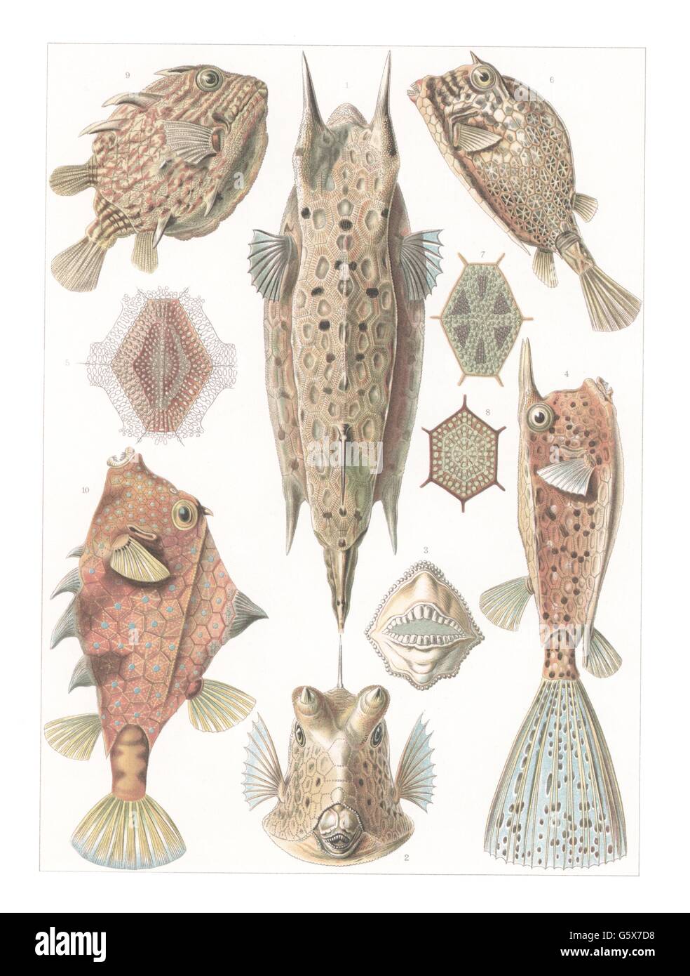 zoology / animals, Tetraodontiformes, cofferfish (Ostraciidae), colour lithograph, out of: Ernst Haeckel, 'Kunstformen der Natur', Leipzig - Vienna, 1899 - 1904, Additional-Rights-Clearences-Not Available Stock Photo