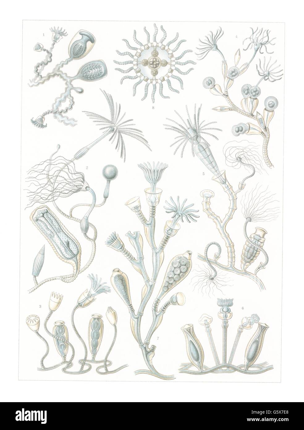 zoology / animals, cnidaria, campanularians  (Campanulariida), colour lithograph, out of: Ernst Haeckel, 'Kunstformen der Natur', Leipzig - Vienna, 1899 - 1904, Additional-Rights-Clearences-Not Available Stock Photo