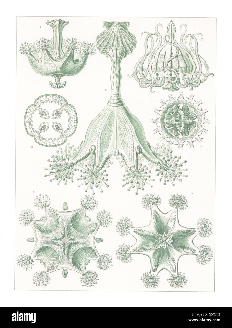 zoology / animals, cnidaria, stalked jellyfishes (Stauromedusae), colour lithograph, out of: Ernst Haeckel, 'Kunstformen der Natur', Leipzig - Vienna, 1899 - 1904, Additional-Rights-Clearences-Not Available Stock Photo