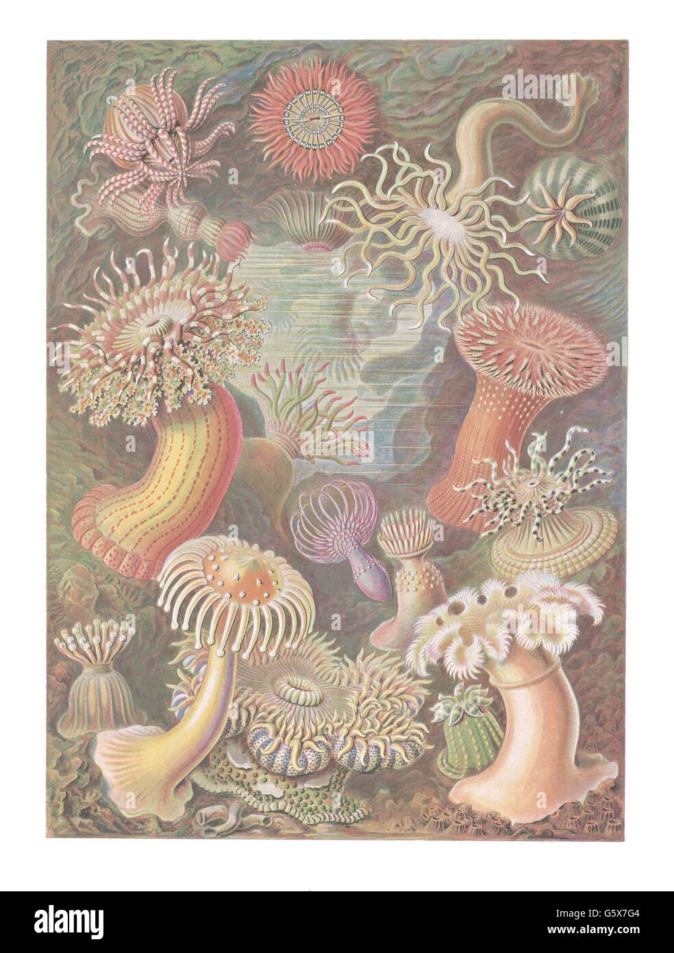 zoology / animals, anthozoa, sea anemones (Actinaria), colour lithograph, out of: Ernst Haeckel, 'Kunstformen der Natur', Leipzig - Vienna, 1899 - 1904, Additional-Rights-Clearences-Not Available Stock Photo