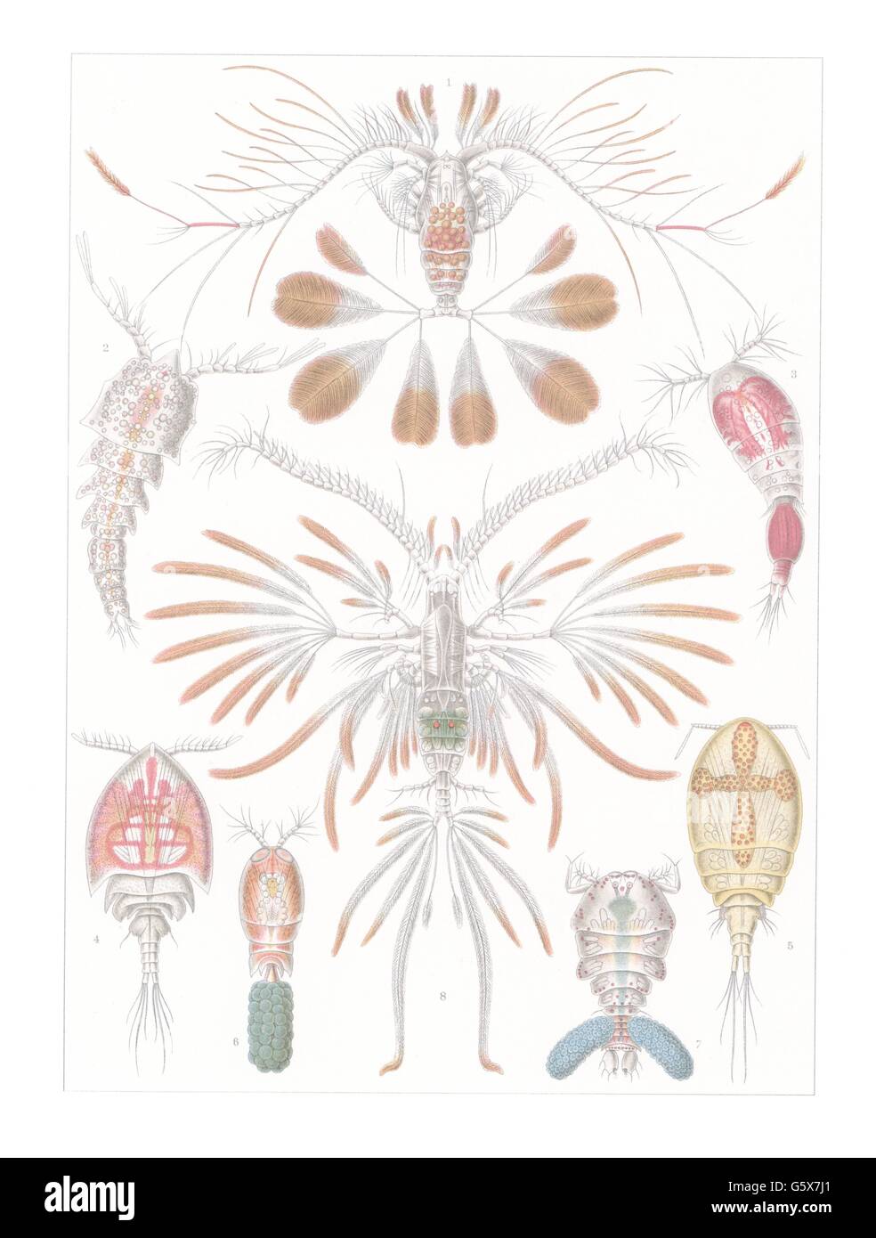 zoology / animals, crustacea, oar-footed crustaceans (Copepoda), colour lithograph, out of: Ernst Haeckel, 'Kunstformen der Natur', Leipzig - Vienna, 1899 - 1904, Additional-Rights-Clearences-Not Available Stock Photo