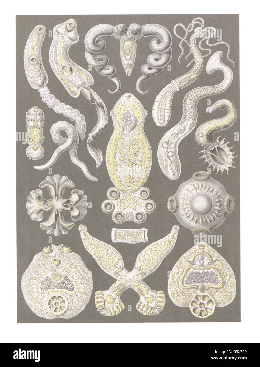 zoology / animals, platyzoa, flatworms (Platyhelminthes), colour lithograph, out of: Ernst Haeckel, 'Kunstformen der Natur', Leipzig - Vienna, 1899 - 1904, Additional-Rights-Clearences-Not Available Stock Photo