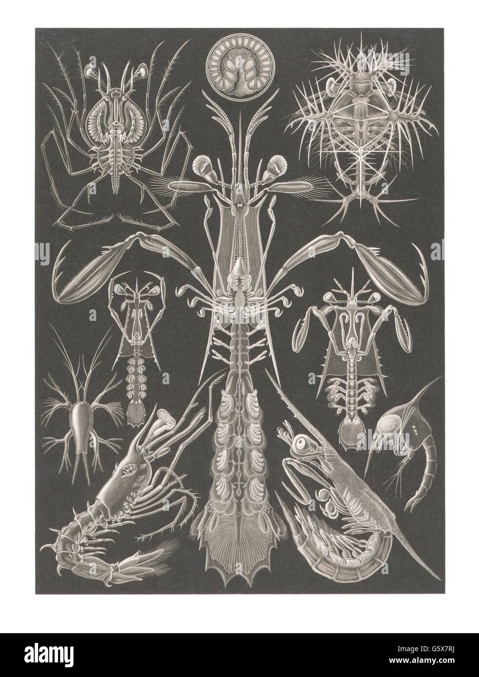zoology / animals, crustacea, stalk-eyed crustaceans (Thoracostraca), colour lithograph, out of: Ernst Haeckel, 'Kunstformen der Natur', Leipzig - Vienna, 1899 - 1904, Additional-Rights-Clearences-Not Available Stock Photo