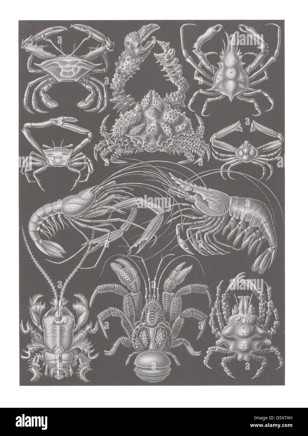 zoology / animals, crustacea, decapods (Decapoda), colour lithograph, out of: Ernst Haeckel, 'Kunstformen der Natur', Leipzig - Vienna, 1899 - 1904, Additional-Rights-Clearences-Not Available Stock Photo