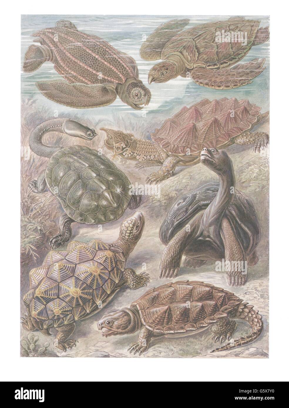 zoology / animals, reptiles, turtles (Chelonii), colour lithograph, out of: Ernst Haeckel, 'Kunstformen der Natur', Leipzig - Vienna, 1899 - 1904, Additional-Rights-Clearences-Not Available Stock Photo