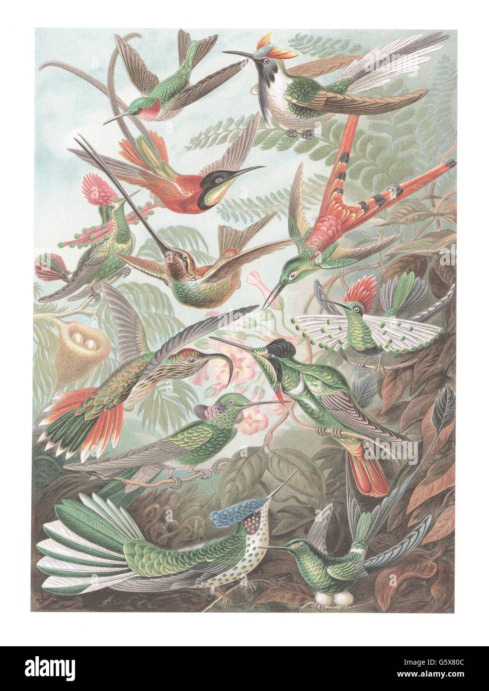 zoology / animals, birds, hummingbrids (Trochilidae), colour lithograph, out of: Ernst Haeckel, 'Kunstformen der Natur', Leipzig - Vienna, 1899 - 1904, Additional-Rights-Clearences-Not Available Stock Photo