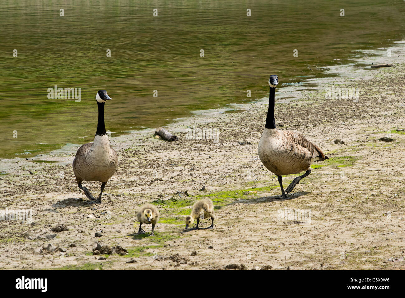 Canadian geese with goslings by the lake Stock Photo