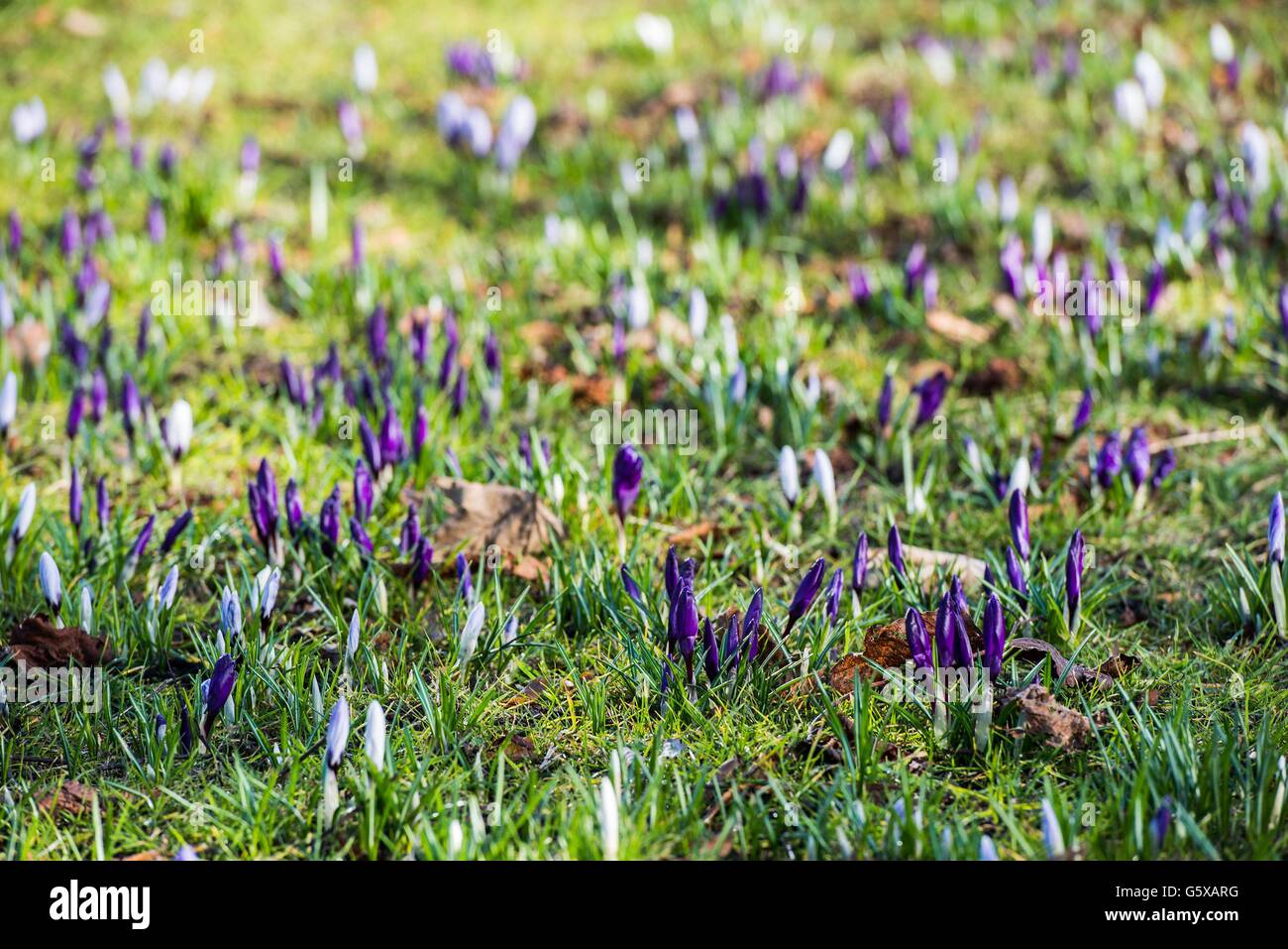 Spring flowers start bloom on stray hires stock photography and images Alamy