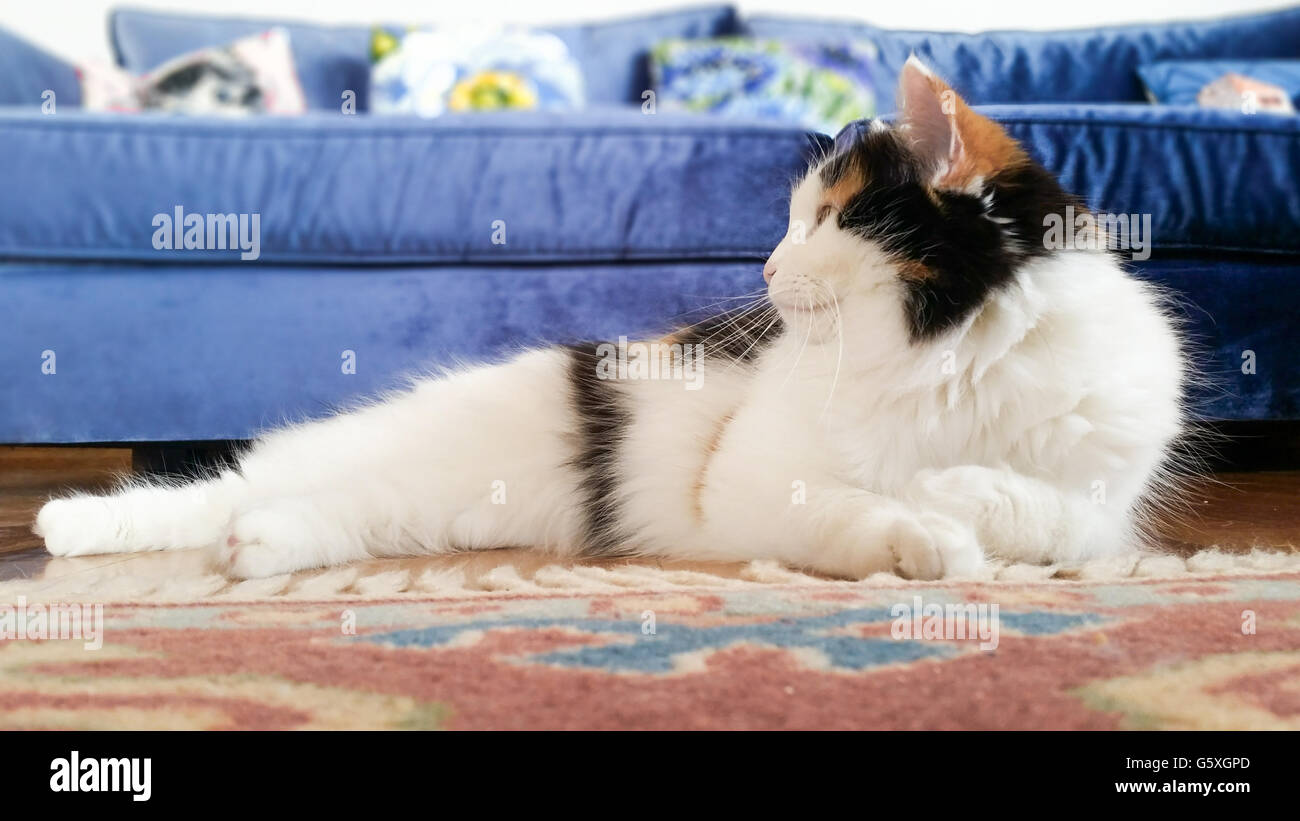 Sweet Cat Laying at Home Stock Photo