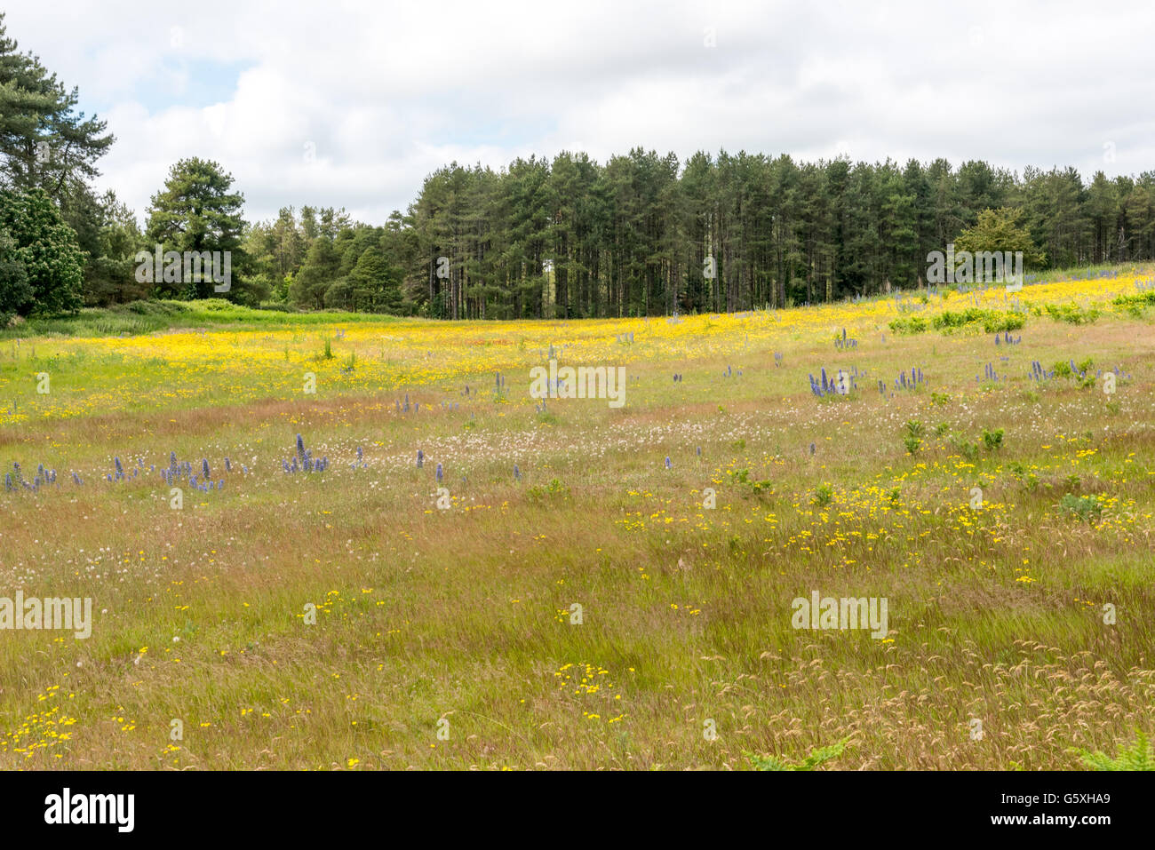 Wild Flowers in the Meadow Stock Photo - Alamy