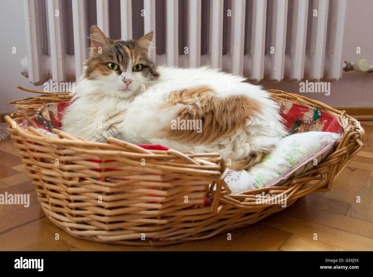 Cat laying in the basket with radiator background Stock Photo