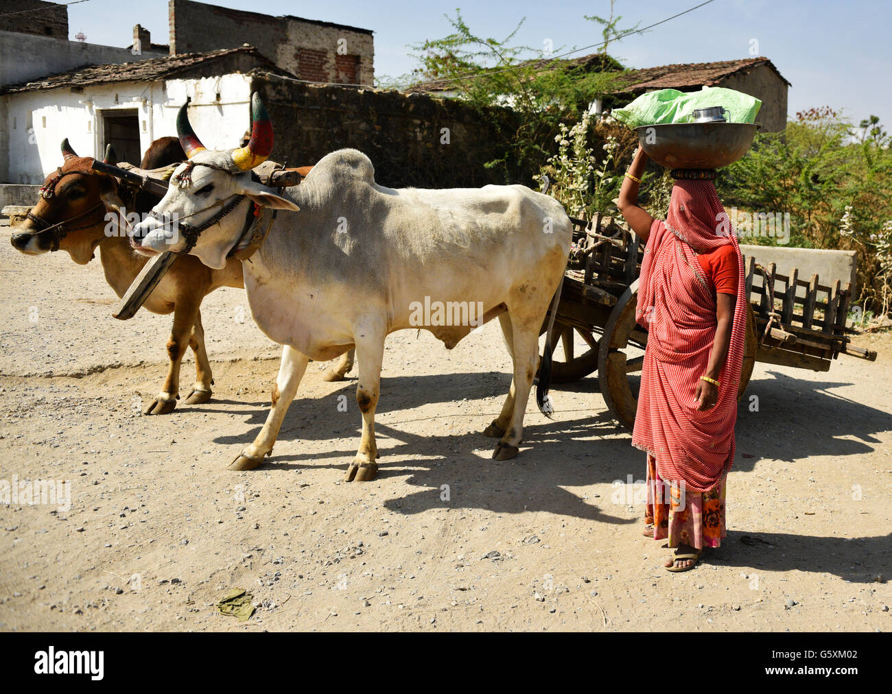 Authentic portrait of Indian woman with covered face in sari and carrying a basket with presents on her head just outside farm house near a bull cart. Stock Photo
