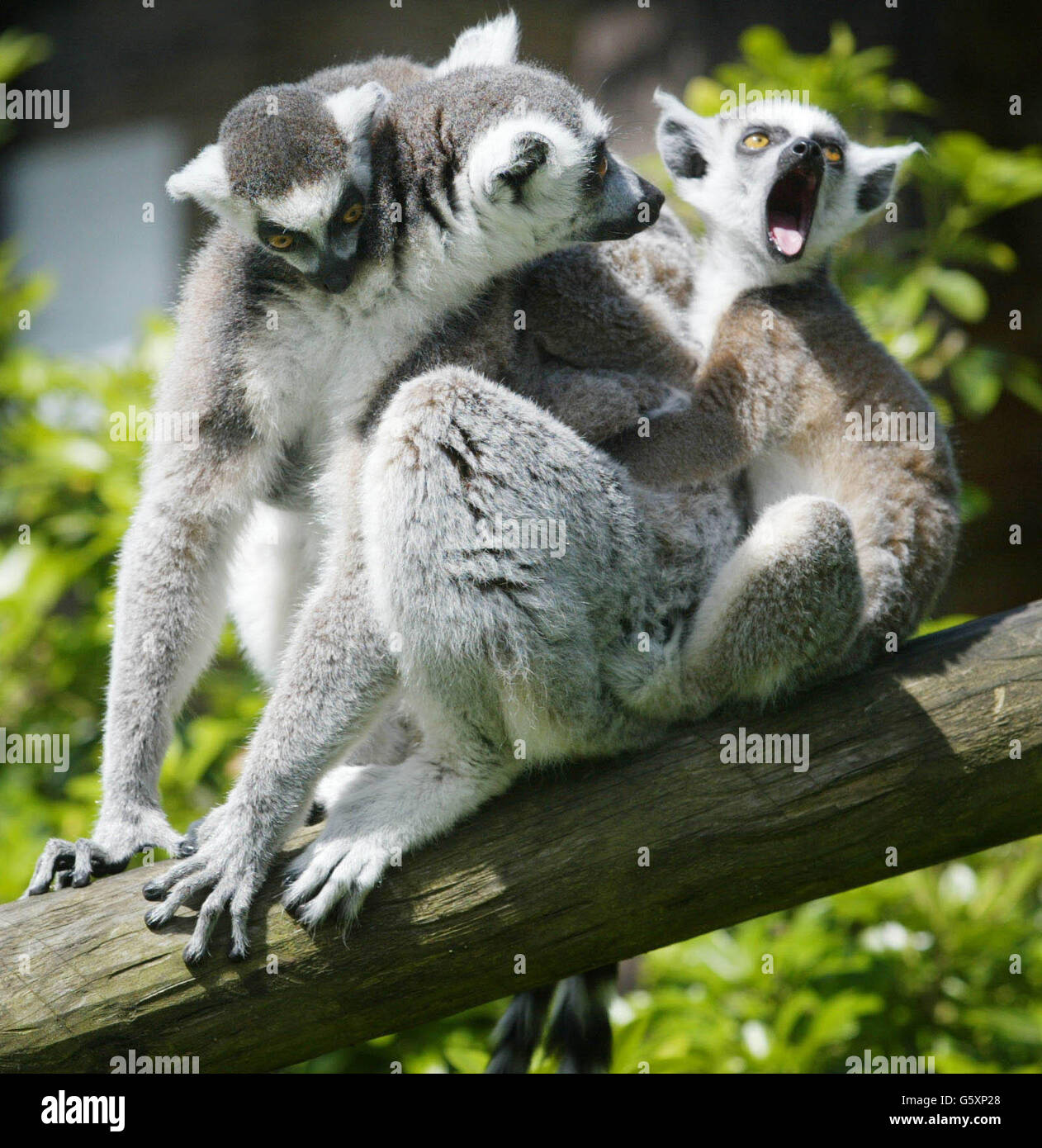 Two month-old twin ring-tailed lemurs get a lift from their mum around their enclosure at Marwell Zoo near Winchester where staff have managed to produce five young this year from three females; Claire, Glenys, and Martini. * Keepers at the zoo have been trying to breed the primates since 1996 when a new male called Genou was brought from Zurich Zoo in Switzerland. They are officially a vulnerable species due to destruction of their habitat in their native Madagascar. Stock Photo